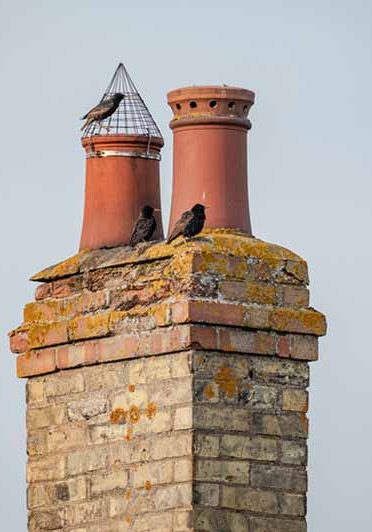 Birds nesting in a chimney