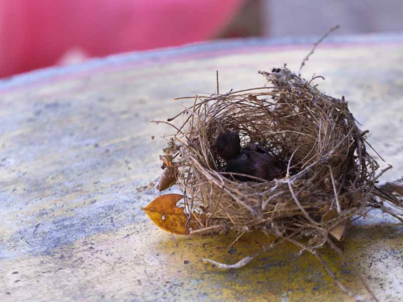 Small birds nest made from twigs and leaves